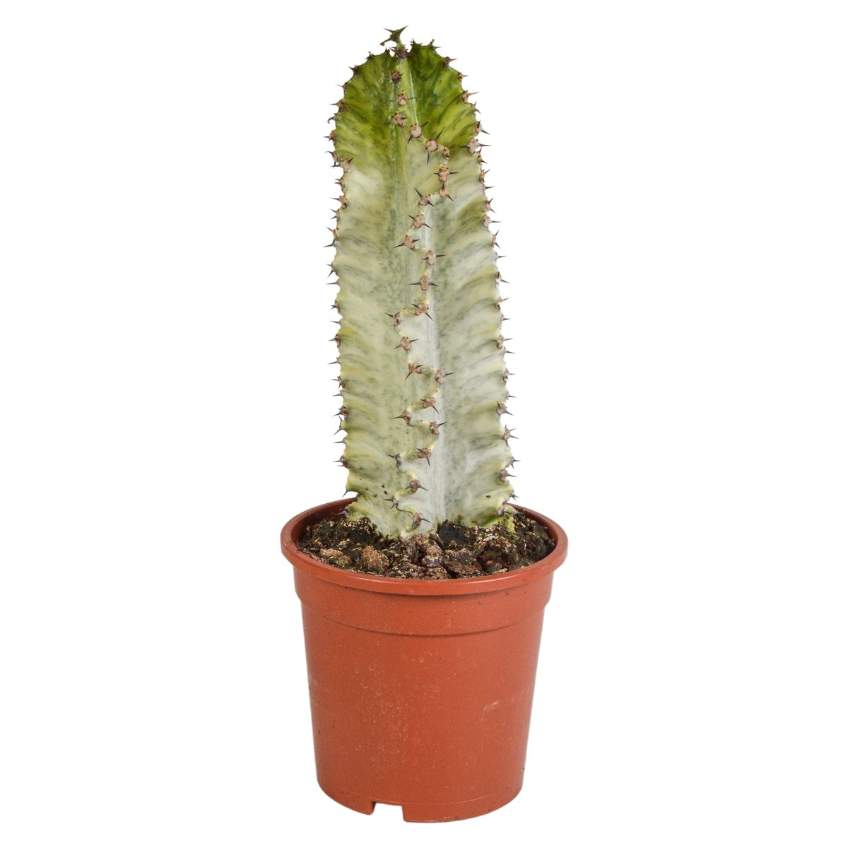 Productafbeelding van Pureplant