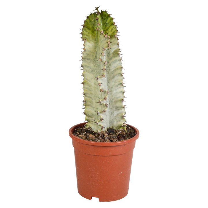 Euphorbia marmorata