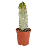 Euphorbia marmorata