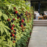 Groenblijvende braam Rubus Thornless Evergreen