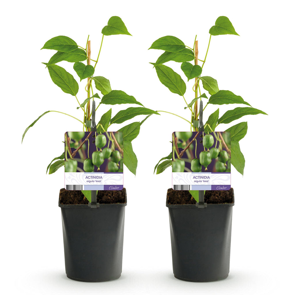 Kiwi, plant voor tuin en border