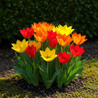 Tulp Praestans mix, kenmerkend blad