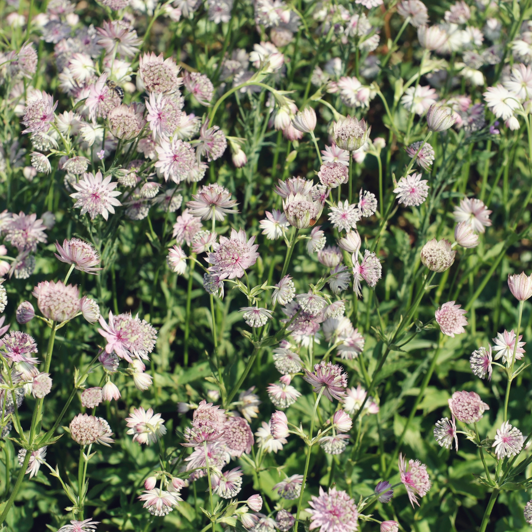 Astrantia major, plant in pot
