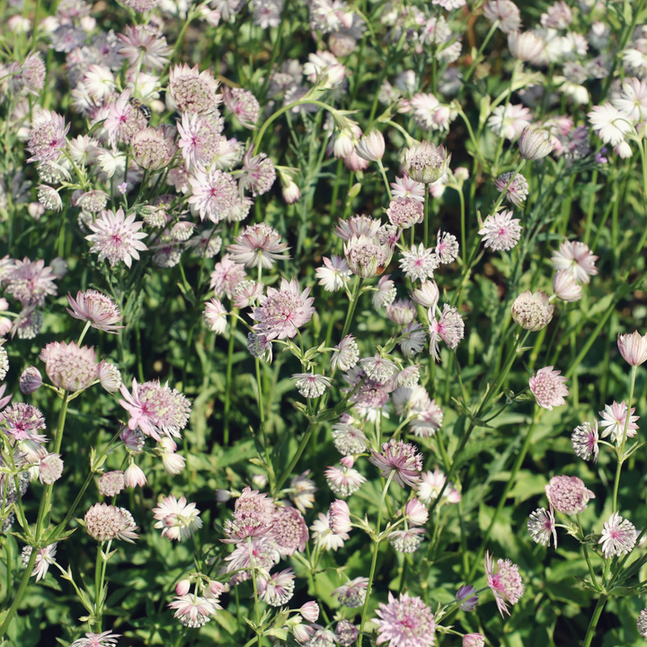 Astrantia major