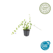 Vinca minor &
