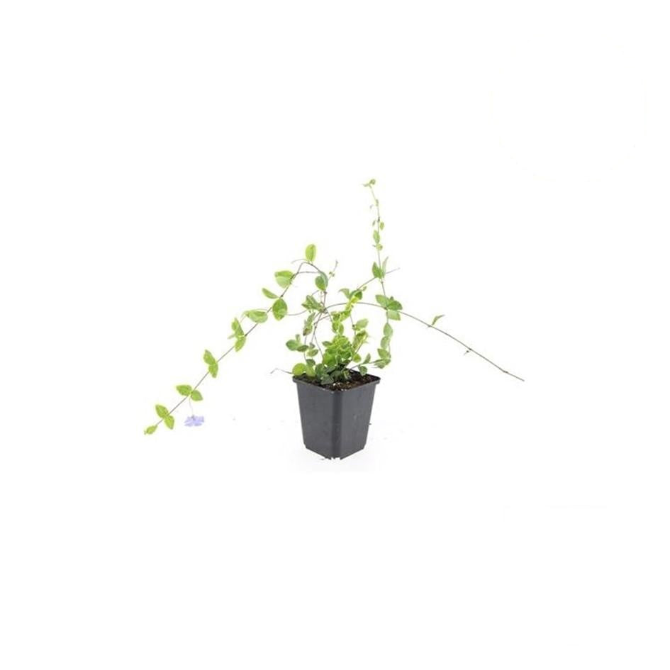 Productafbeelding van Pureplant