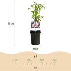 Productafbeelding van Pureplant