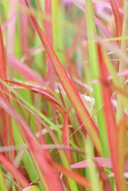 Imperata cylindrica &