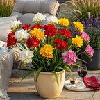 Freesia Double Mix, plant in pot