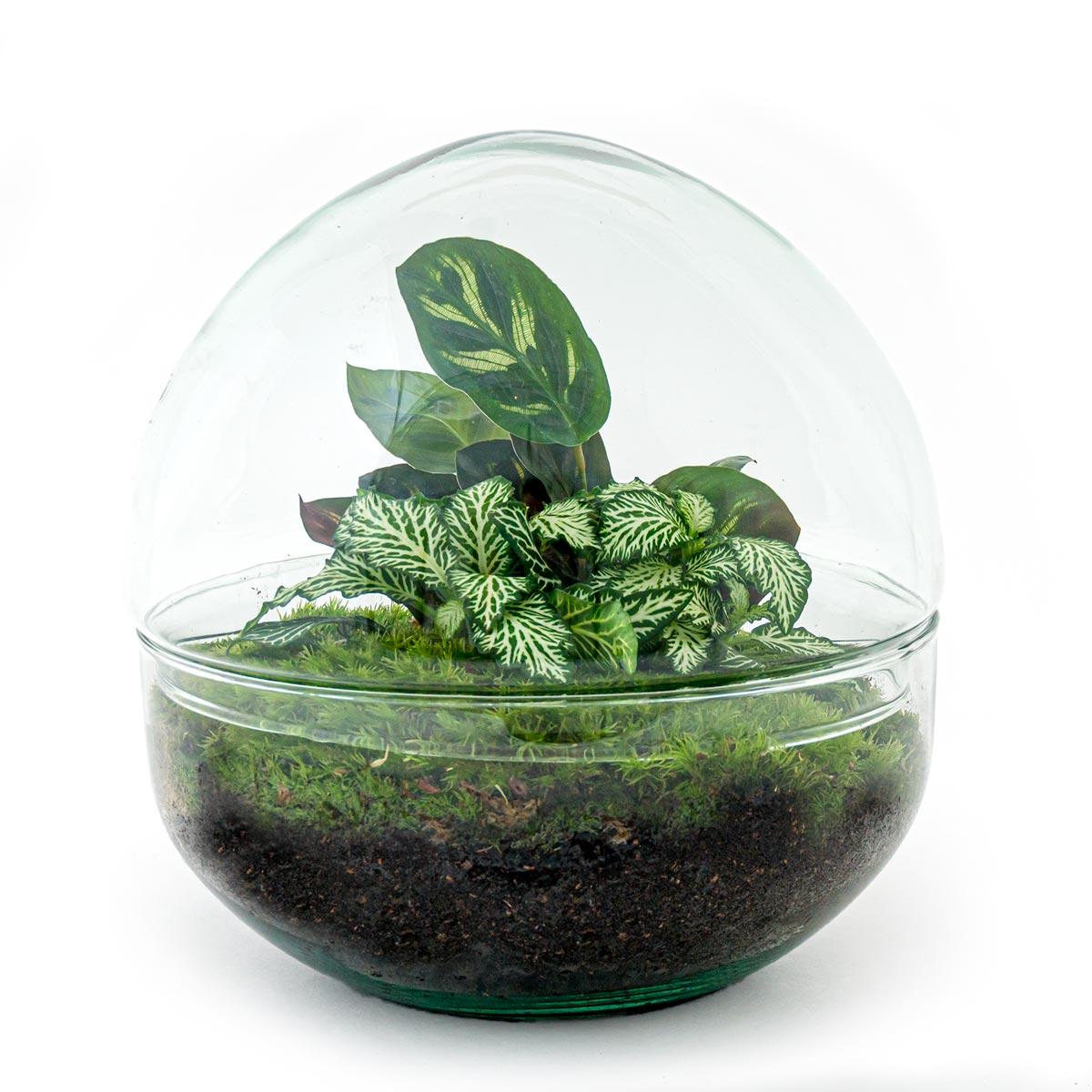 Detailfoto van DIY terrarium bolglas Dome, compleet gereedschap