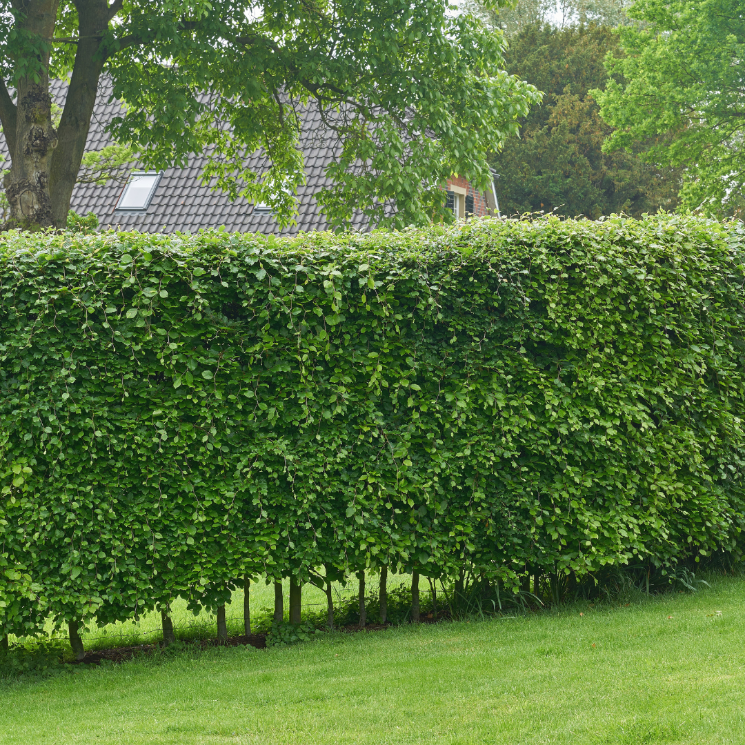 Haagbeuk 50 stuks, minipallet, plant in pot