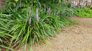 Liriope muscari &