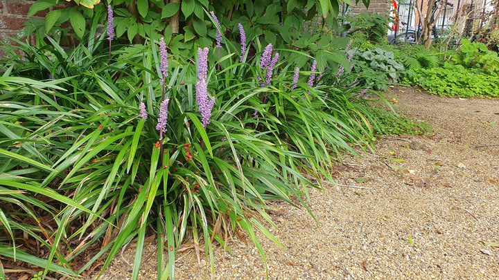 Liriope muscari &