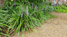 Liriope muscari 'Ingwersen', 15 cm hoog
