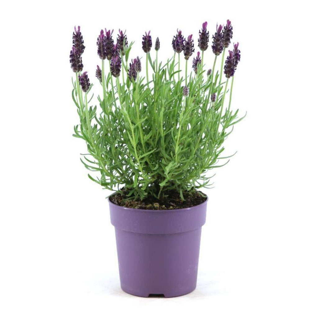 Productafbeelding van Pureplant