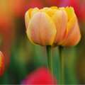 Tulpenbollen Icoon – 20 Stuks  Maat 11/12, plant in pot