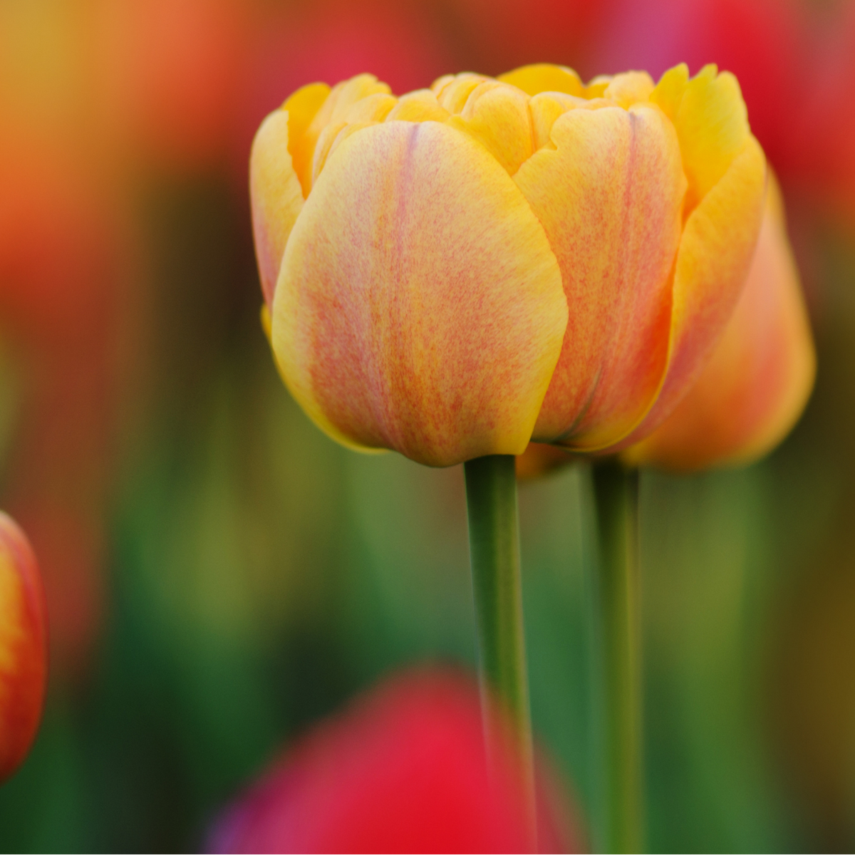 Tulpenbollen Icoon – 20 Stuks  Maat 11/12, plant in pot