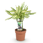 Dracaena fragrans Diamond Dream, detail van het blad