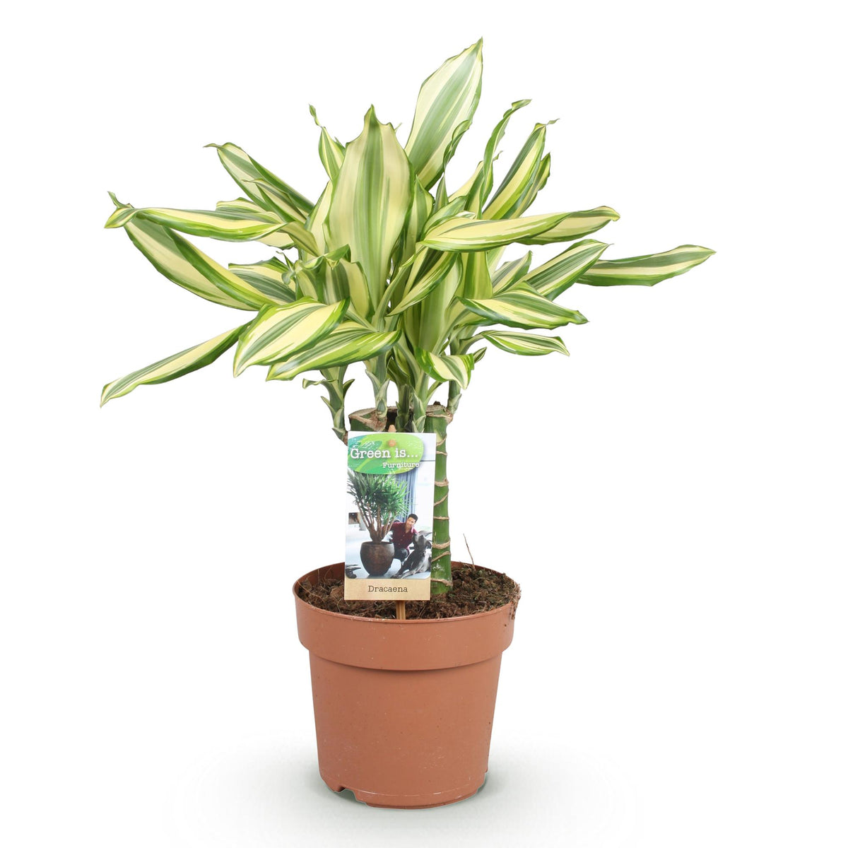 Dracaena fragrans Diamond Dream, detail van het blad