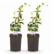 Trachelospermum jasminoides