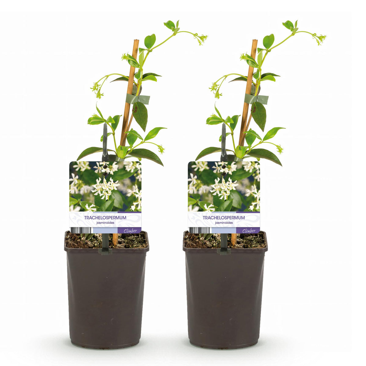 Trachelospermum jasminoides, groeiwijze van de plant