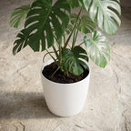 Elho Brussels ronde bloempot, wit, Ø25 cm, gezonde plant