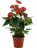 Productfoto van Anthurium Success Red In Transparant Sleeve