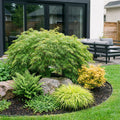 Acer palmatum Emerald Lace, plant in pot