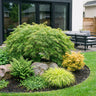 Acer palmatum Emerald Lace, 90 cm hoog