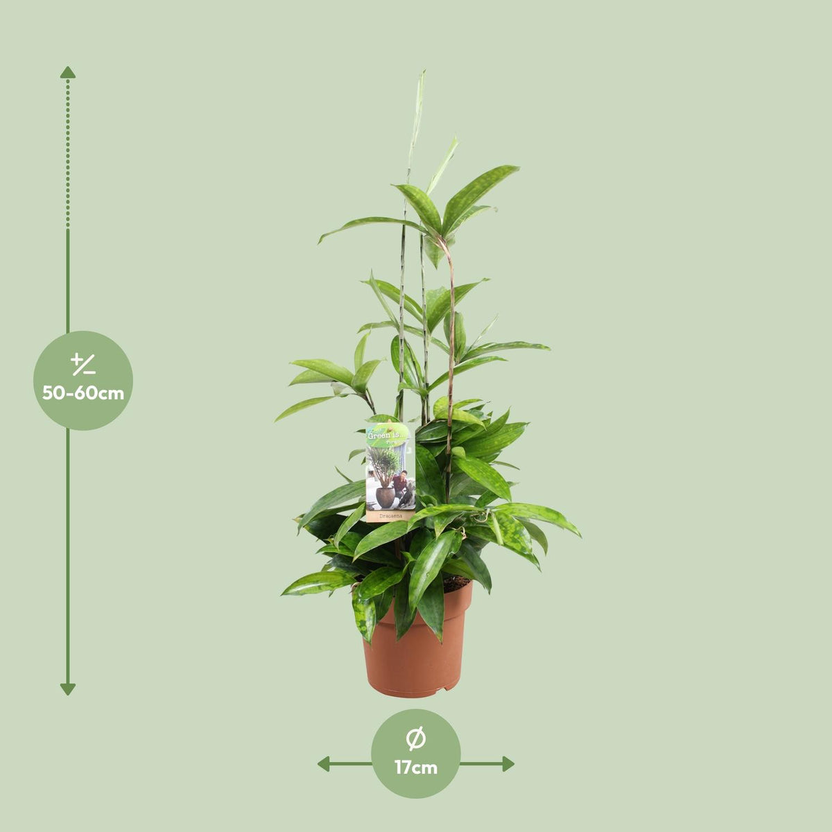 Productafbeelding van Pureplant