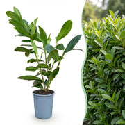 Laurierkers Caucasica