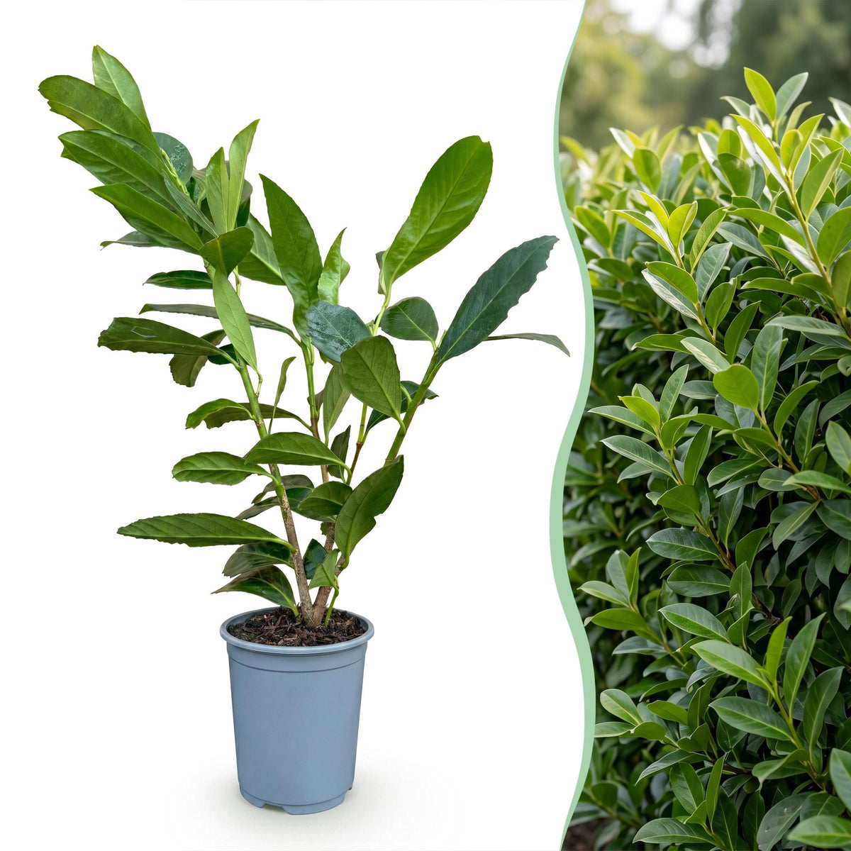 Laurierkers Caucasica, kenmerkend blad