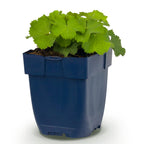 Alchemilla mollis - Vrouwenmantel - Bodembedekkend - Geel, compacte plant
