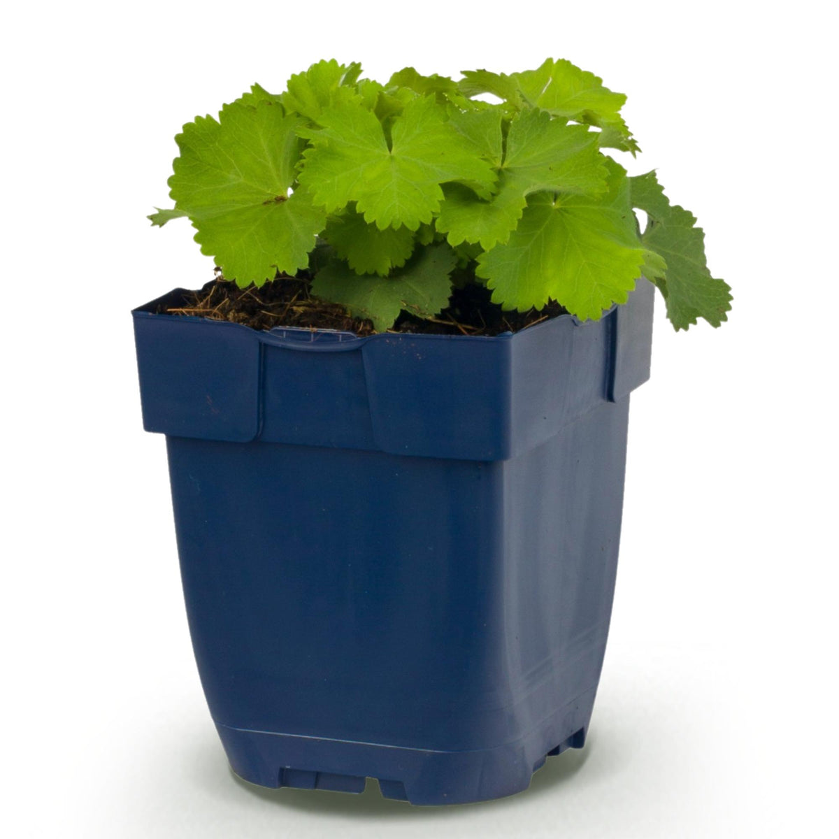 Alchemilla mollis - Vrouwenmantel - Bodembedekkend - Geel, compacte plant