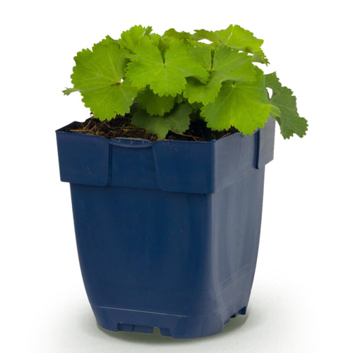 Alchemilla mollis - Vrouwenmantel - Bodembedekkend - Geel, compacte plant