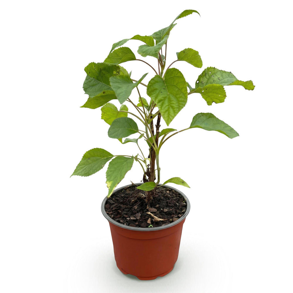 Hortensia Annabelle, heester met grote witte bloembollen, plant in pot