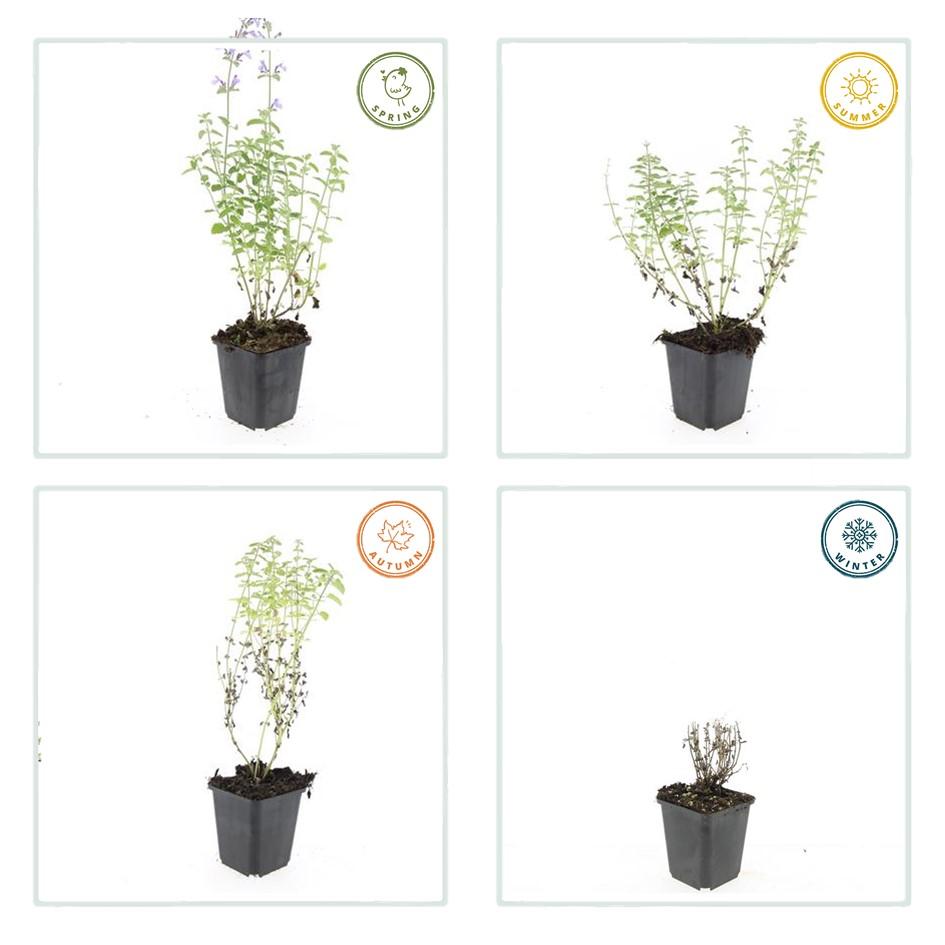 Nepeta 'Walker's Low', groeiwijze van de plant