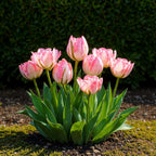 Tulp Double Pink, kenmerkend blad