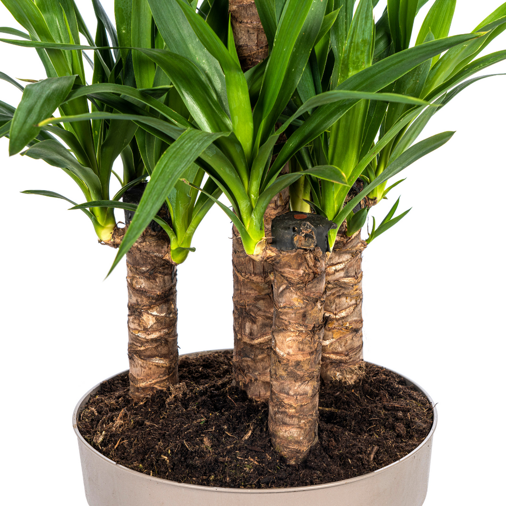 Yucca Elephantipes, kenmerkend blad