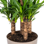 Yucca Elephantipes, kenmerkend blad