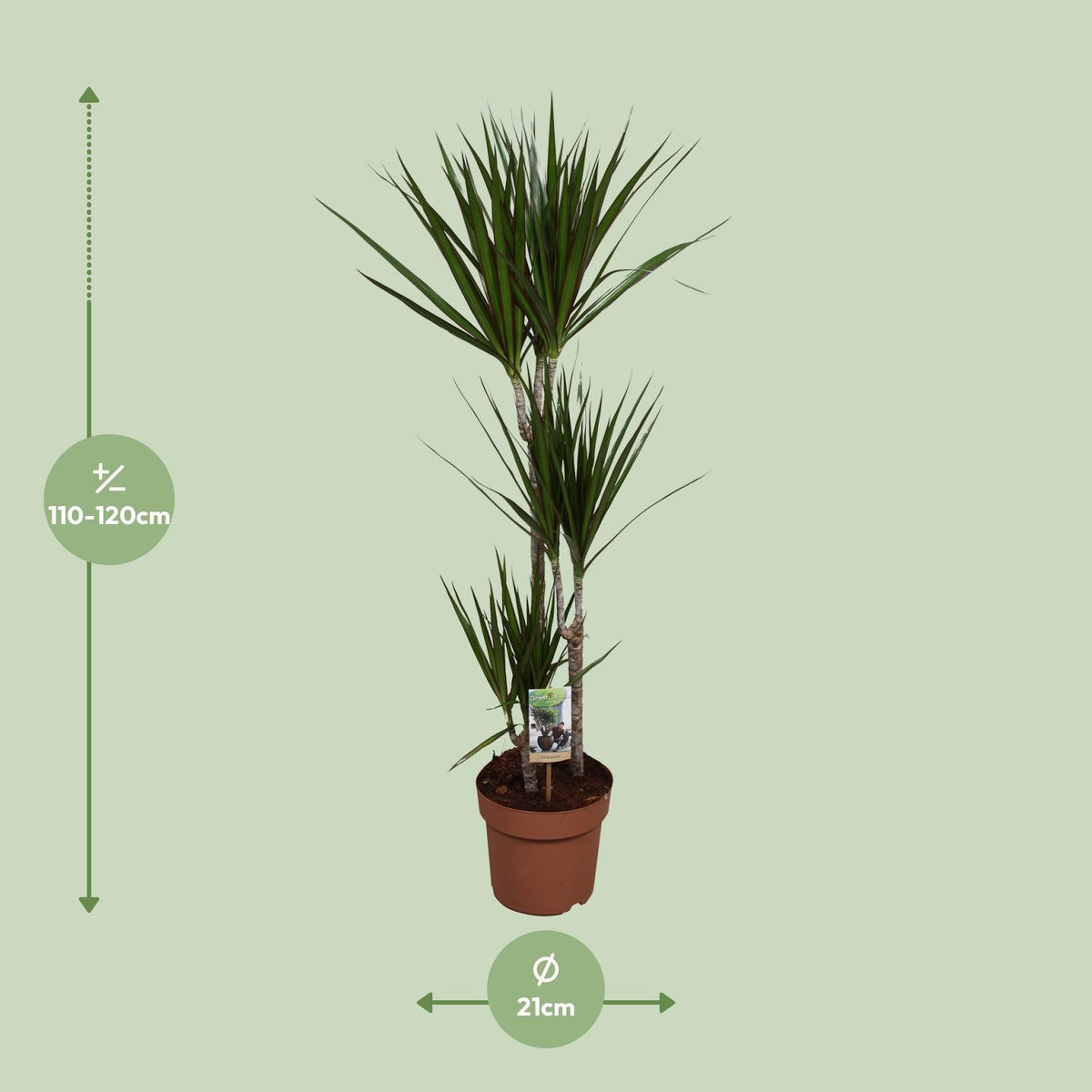 Productafbeelding van Pureplant
