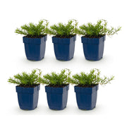 6x Vlambloem Tricolour, met paarse, roze en witte bloemen