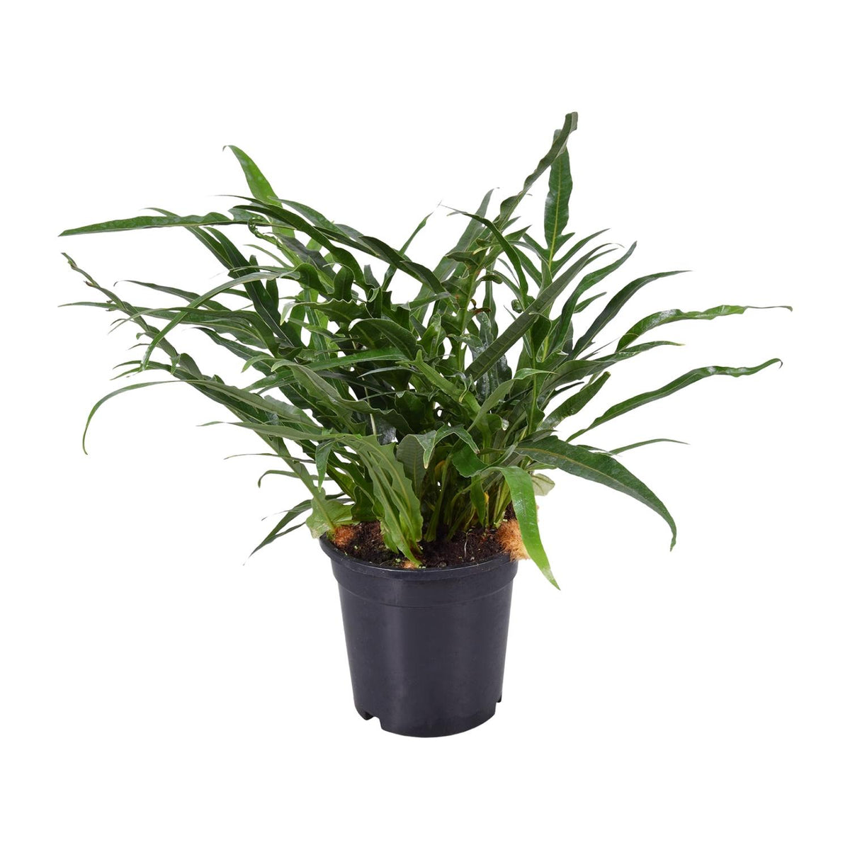 Productfoto van Aglaomorpha Coronans