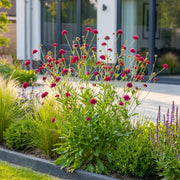 Knautia macedonica - Beemdkroon - Bijen- en vlinderlokkers - Donker Rood - 6 Planten