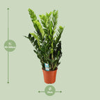 Zamioculcas Zamiifolia, detail van het blad