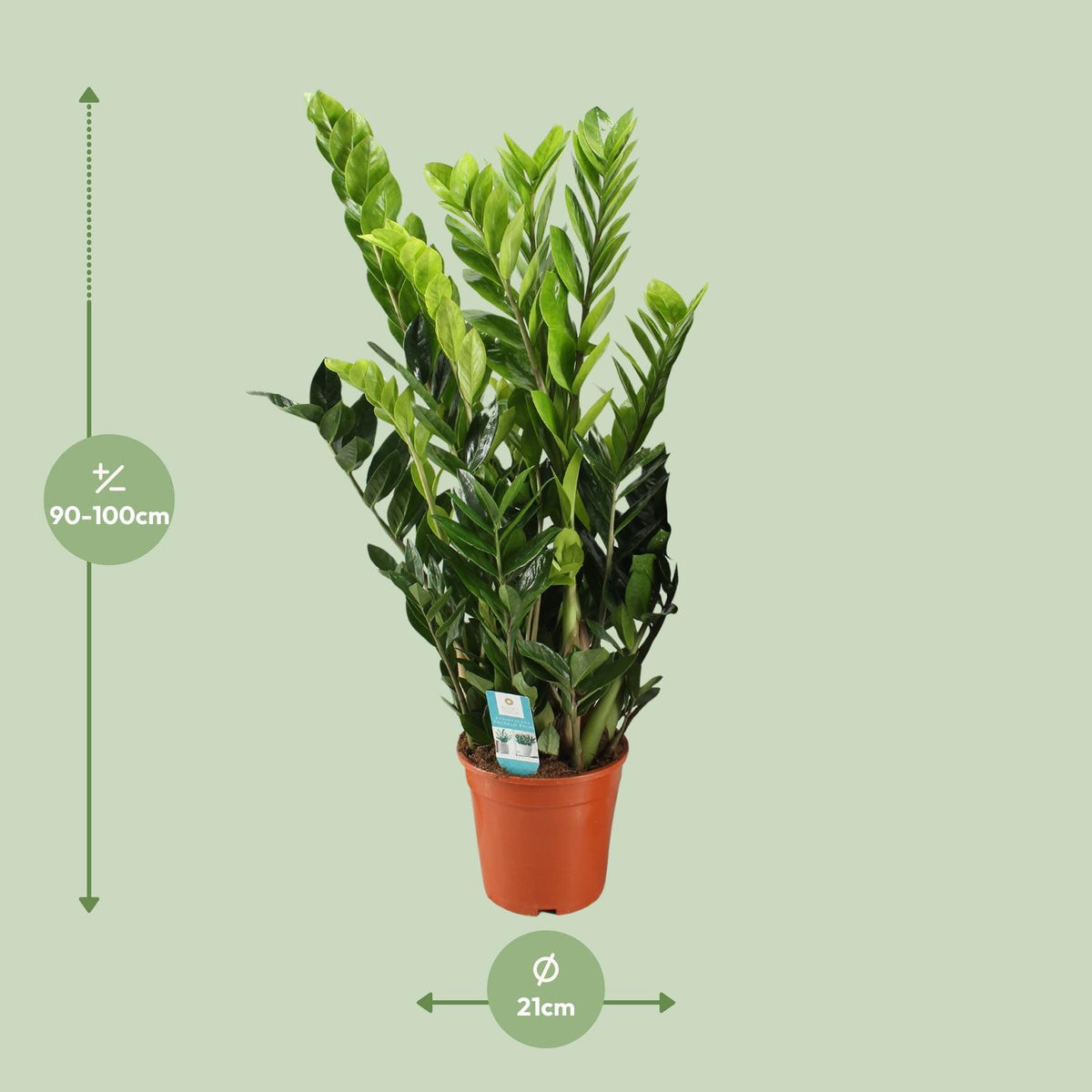 Zamioculcas Zamiifolia, detail van het blad