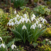 Grote sneeuwklokjes Galanthus elwesii bloembollen, foto 2