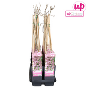 Wisteria floribunda &