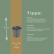 Thymus praecox &