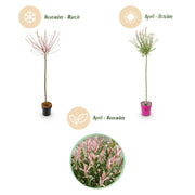 2x - Salix Flamingo - Ø23cm - ↕140-160cm